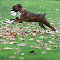 Boxer puppies - NZ & Aust Ch Ronin Sip of Scotch CGCB.