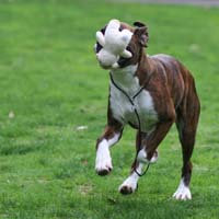 Boxer puppies - NZ & Aust Ch Ronin Sip of Scotch CGCB.