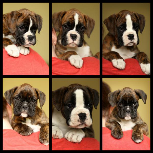 Headshots at 8wks.