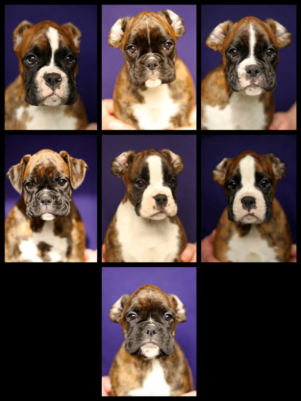 Headshots at 8wks.